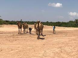 Trevor found the hull of an abandoned fishing boat in a field. Where Camels Walk On Water
