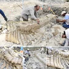 Ancient Tail of Time: Mexico's 72-Million-Year-Old Dinosaur Discovery In  the vast desert of Mexico, archaeologists have uncovered a 72-million-year-old  dinosaur tail, astonishingly preserved beneath layers of sand and stone.  This rare find