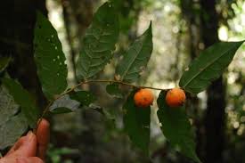 Image result for Drypetes sclerophylla