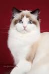 Can a ragdoll cat have short hair? and whats the general ...