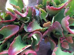 Succulent Plant Large Kalanchoe Longiflora By Succulentbeauties Pflanzen Gewachs