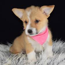Both are strong, herding dogs. Welsh Corgi Puppies For Sale Near Me Petfinder
