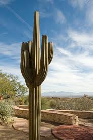 Saguaros are a very slow growing cactus. Desert Steel Saguaro Cactus 14 Ft Saguaro Cactus Saguaro Cactus