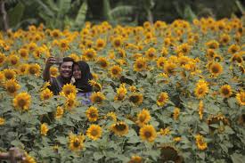 Kebun (al bustan) atau kebun yang di dalamnya terdapat pepohonan. Wahai Pengguna Instagram Selfie Di Wisata Alam Pun Ada Etikanya Tirto Id