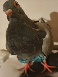 Even my dog, Doc, wants a sip of my coffee… lol