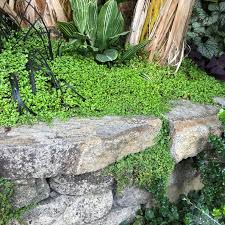 Image result for Soleirolia