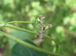 Image result for Stephania cyanantha