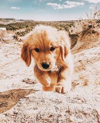 Pin By Esmades On Animals Puppies Cute Puppies Cute Dogs And Puppies