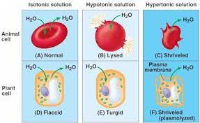Check spelling or type a new query. Tonicity Animal Cell Plant Cell Brain Food