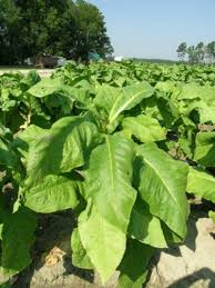 Today We Re Going To Learn How To Grow Tobacco How To Cure Tobacco And Even Heirloom Seeds Tobacco Leaf Plant Leaves