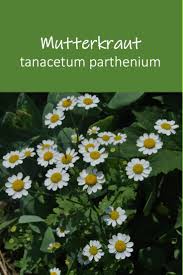 Chrysantheme Tanacetum Chrysantheme Winterharte Pflanzen Essbare Bluten