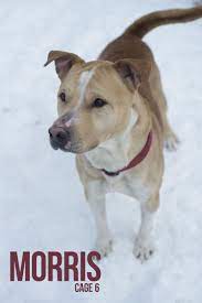 Adopt 06 Morris To Humane Society On Petfinder Very Cute Dogs Adoption Dog Adoption