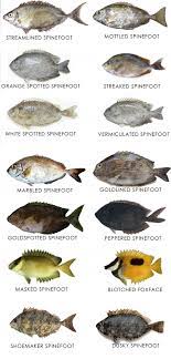 Find nutritious fish pollock for a fresh taste of health from alibaba.com. Get To Know Your Fish Confused Over Fish Names 100 Most Popular Edible Fish Names In English With Images Sea Fish Freshwater Fish Seafood