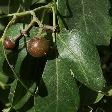 Image result for Rhoicissus