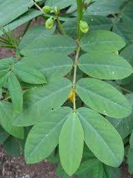 Image result for Senna occidentalis