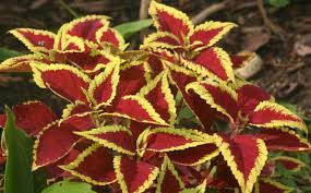 Image result for Coleus alpinus