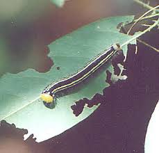 Image result for Millettia eetveldeana