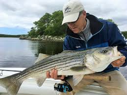 Monti New Bluefish Regulations In Effect For Mass Ri Local Sports Thesunchronicle Com