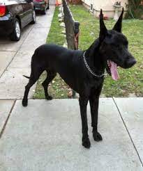 Greatdane I Love Gentle Giants Los Angeles Pets Classifieds Puppy - Craigslist Pets Puppies Pet Puppy