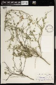 Image result for Lotononis laxa