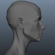 Planes Of The Head Female 3d Model Obj Figure Drawing Female Head Anatomy Face Anatomy