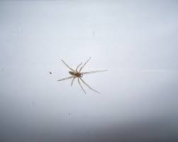 Check spelling or type a new query. House Spiders Pest Control Bulwark Exterminating