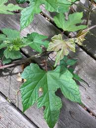 We did not find results for: Porcelain Berry Fairfax Gardening