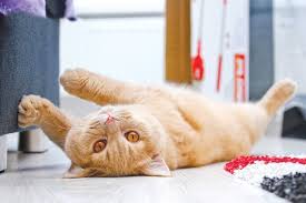 We will remain open for their needs. Is My Cat Bored How Can I Get My Pets To Get Along Central Oregon Pets Bend The Source Weekly Bend Oregon