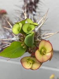 Image result for Euphorbia didiereoides