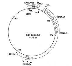 Recombinant Expression And Purification Of Latent Membrane