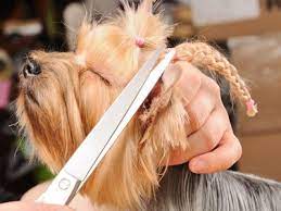 Our groomers are experienced in all breeds of dog and cat pet grooming and strive to provide the high quality service you and your pet deserve. Mobile Grooming