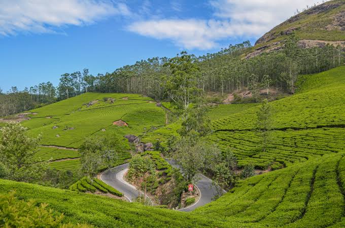 Munnar tea estate aerial view