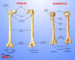 Femur These Bones Of Mine Human Anatomy And Physiology Anatomy Bones Anatomy And Physiology