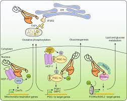 bap1 is a nuclear ubiquitin hydrolase located at the epicenter of 3p21.1 and controls several functions, including dna repair, cell proliferation, and the expression of genes related to cell cycle. Roles And Mechanisms Of Bap1 Deubiquitinase In Tumor Suppression Cell Death Differentiation
