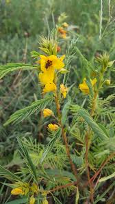 Image result for Chamaecrista