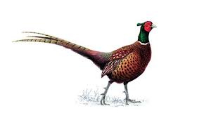 Black And White Bird Red Head Uk Pheasant Pheasant British Wildlife Animals