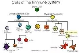 What Is The Difference Between White Blood Cells And Red