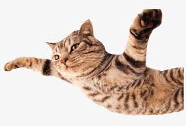 Check spelling or type a new query. Cat Flying800png Funny Cats White Background Transparent Png 800x477 Free Download On Nicepng
