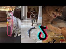 Dog And Cat Reaction To Toy Funny Dog Cat Toy Reaction Compilation Funny Kittens Meowing Youtube Kitten Meowing Cat Toys Kittens Funny