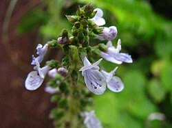 Image result for Plectranthus mandalensis