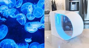 Move Over Bettas Jellyfish Are The New Hassle Free Kids Pet Jellyfish Aquarium Jellyfish Tank Aquarium Jellyfish Tank