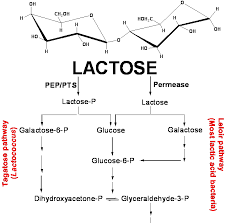 Www Dairychemistry Net Lactose Metabolism In Lactic Acid Bacteria
