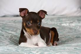 Provided that your dachshund terrier mix remains in good health, you can expect your dorkie to live as long as up to 16 years. Rtvwsvva 1c27m