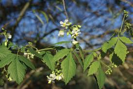 Image result for Cardiospermum grandiflorum