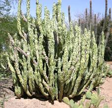 A plant that makes a flower stalk with many blooms in a cluster is never a cactus no matter how spiny. Totem Pole Cactus Horticulture Unlimited