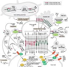 Overview Of Immunology Cell Signaling Technology