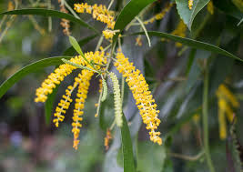 Image result for Acacia auriculiformis