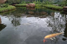 protecting your koi pond in the winter