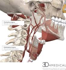 Animated text narrations and quizzes to explain the structures and functions of the human body systems. Muscles Advanced Anatomy 2nd Ed