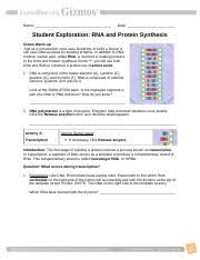 Describe the four levels of protein structure. Student Exploration Rna And Protein Synthesis Gizmo Answer Key Rna Protein Synthesis Gizmo 1 Translation Biology Rna Answer Key Explorelearning Rna And Protein Synthesis Bing Model Rumah Tradisional Dan Modern